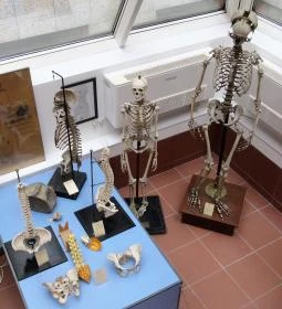 Biológiai és Paleontológiai Gyűjtemény