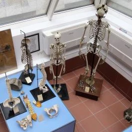 Biológiai és Paleontológiai Gyűjtemény Budapest - Egyéb