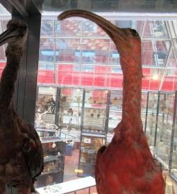 Biológiai és Paleontológiai Gyűjtemény