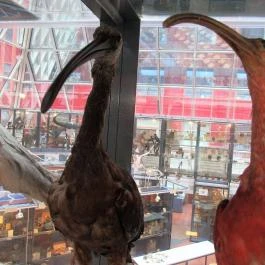 Biológiai és Paleontológiai Gyűjtemény Budapest - Egyéb