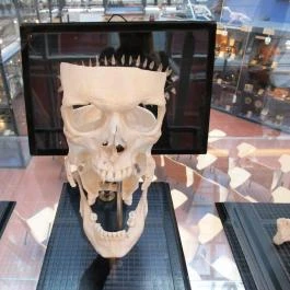 Biológiai és Paleontológiai Gyűjtemény Budapest - Egyéb