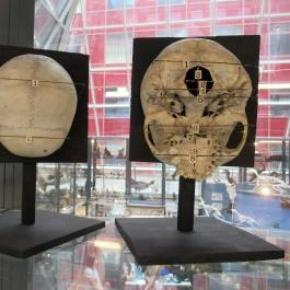 Biológiai és Paleontológiai Gyűjtemény Budapest - Egyéb