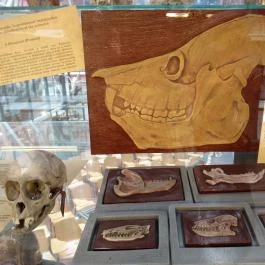 Biológiai és Paleontológiai Gyűjtemény Budapest - Egyéb