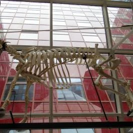 Biológiai és Paleontológiai Gyűjtemény Budapest - Egyéb