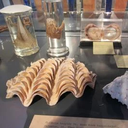 Biológiai és Paleontológiai Gyűjtemény Budapest - Egyéb