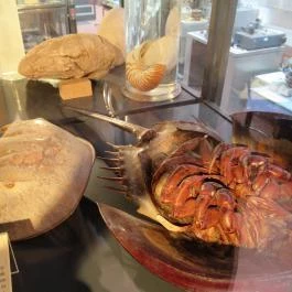 Biológiai és Paleontológiai Gyűjtemény Budapest - Egyéb