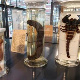 Biológiai és Paleontológiai Gyűjtemény Budapest - Egyéb