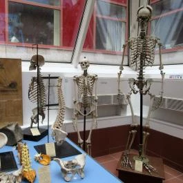 Biológiai és Paleontológiai Gyűjtemény Budapest - Egyéb