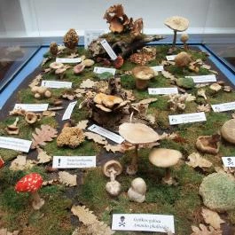 Biológiai és Paleontológiai Gyűjtemény Budapest - Egyéb