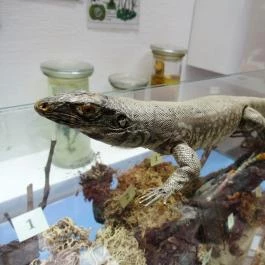 Biológiai és Paleontológiai Gyűjtemény Budapest - Egyéb