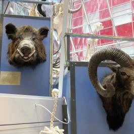 Biológiai és Paleontológiai Gyűjtemény Budapest - Egyéb