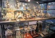 Biológiai és Paleontológiai Gyűjtemény Budapest