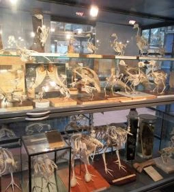 Biológiai és Paleontológiai Gyűjtemény