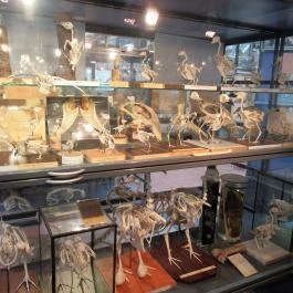 Biológiai és Paleontológiai Gyűjtemény Budapest - Egyéb