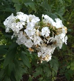 BOTANIQ Turai Kastély 