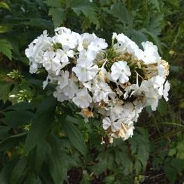 BOTANIQ Turai Kastély Tura - Egyéb