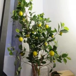 Bubó Budapest - Egyéb