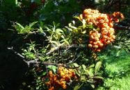 Budai Arborétum Budapest