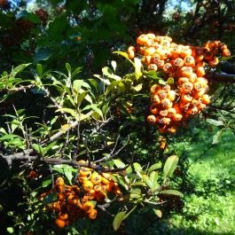 Budai Arborétum Budapest - Egyéb