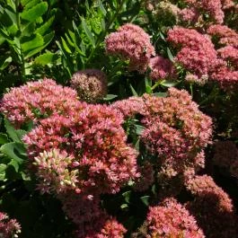 Budai Arborétum Budapest - Egyéb