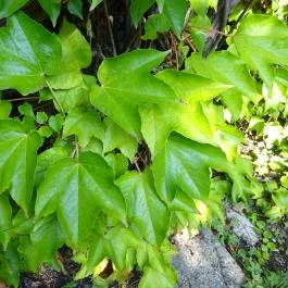 Budai Arborétum Budapest - Egyéb
