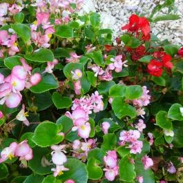 Budai Arborétum Budapest - Egyéb