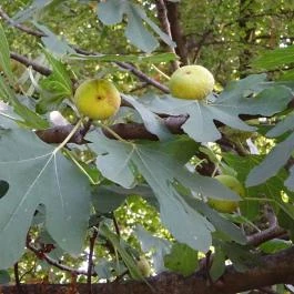 Budai Arborétum Budapest - Egyéb