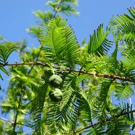 Budai Arborétum Budapest - Egyéb