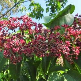 Budai Arborétum Budapest - Egyéb
