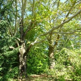 Budai Arborétum Budapest - Egyéb