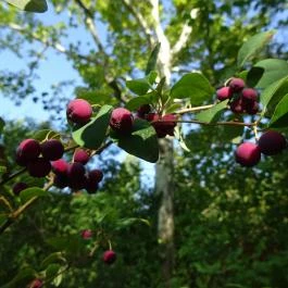 Budai Arborétum Budapest - Egyéb