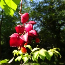 Budai Arborétum Budapest - Egyéb
