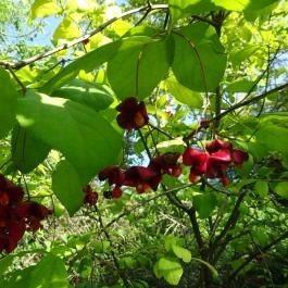 Budai Arborétum Budapest - Egyéb