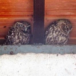 Budakeszi Vadaspark Budakeszi - Egyéb