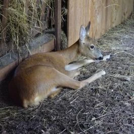 Budakeszi Vadaspark Budakeszi - Egyéb