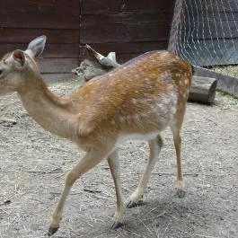 Budakeszi Vadaspark Budakeszi - Egyéb