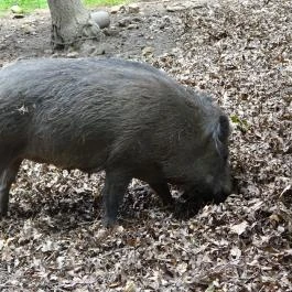 Budakeszi Vadaspark Budakeszi - Egyéb