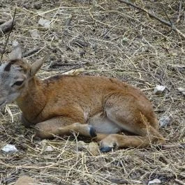 Budakeszi Vadaspark Budakeszi - Egyéb