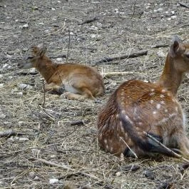 Budakeszi Vadaspark Budakeszi - Egyéb
