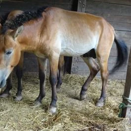 Budakeszi Vadaspark Budakeszi - Egyéb