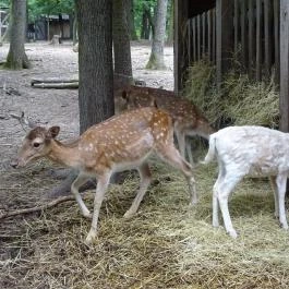 Budakeszi Vadaspark Budakeszi - Egyéb