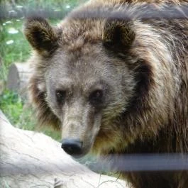 Budakeszi Vadaspark Budakeszi - Egyéb