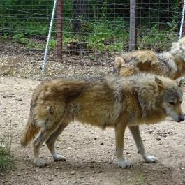 Budakeszi Vadaspark Budakeszi - Egyéb