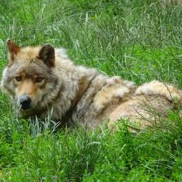 Budakeszi Vadaspark Budakeszi - Egyéb