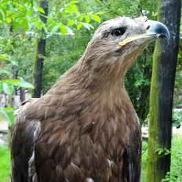 Budakeszi Vadaspark Budakeszi - Egyéb