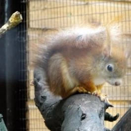 Budakeszi Vadaspark Budakeszi - Egyéb