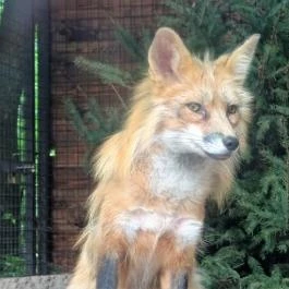 Budakeszi Vadaspark Budakeszi - Egyéb