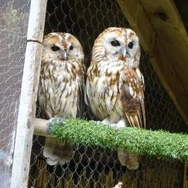 Budakeszi Vadaspark Budakeszi - Egyéb