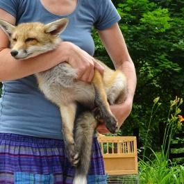 Budakeszi Vadaspark Budakeszi - Egyéb