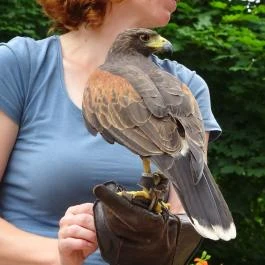 Budakeszi Vadaspark Budakeszi - Egyéb